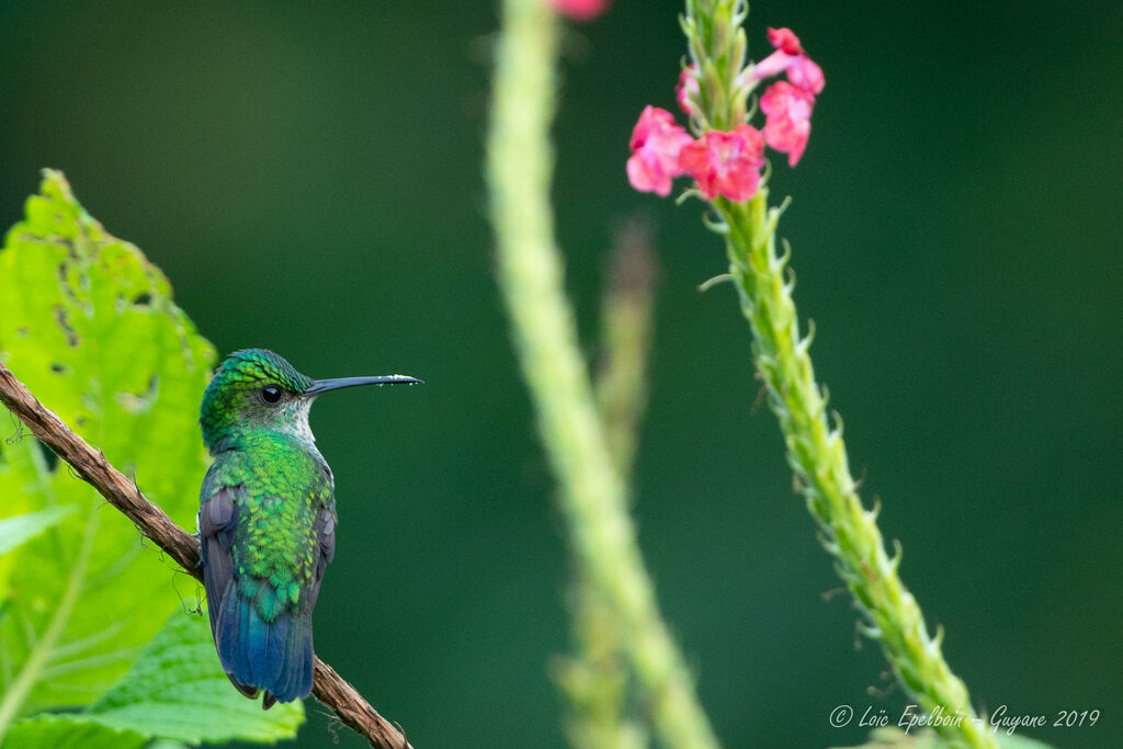 Colibri à menton bleu