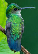 Blue-chinned Sapphire