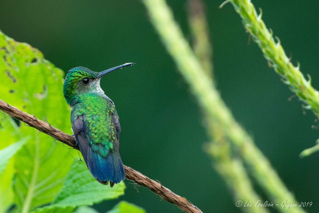 Blue-chinned Sapphire