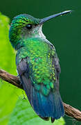 Blue-chinned Sapphire