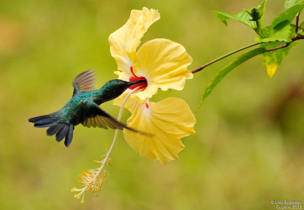 Colibri à menton bleu