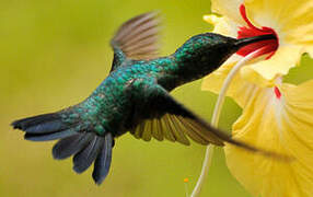 Colibri à menton bleu