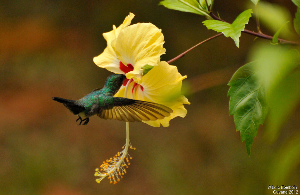 Colibri à menton bleu