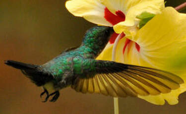 Colibri à menton bleu