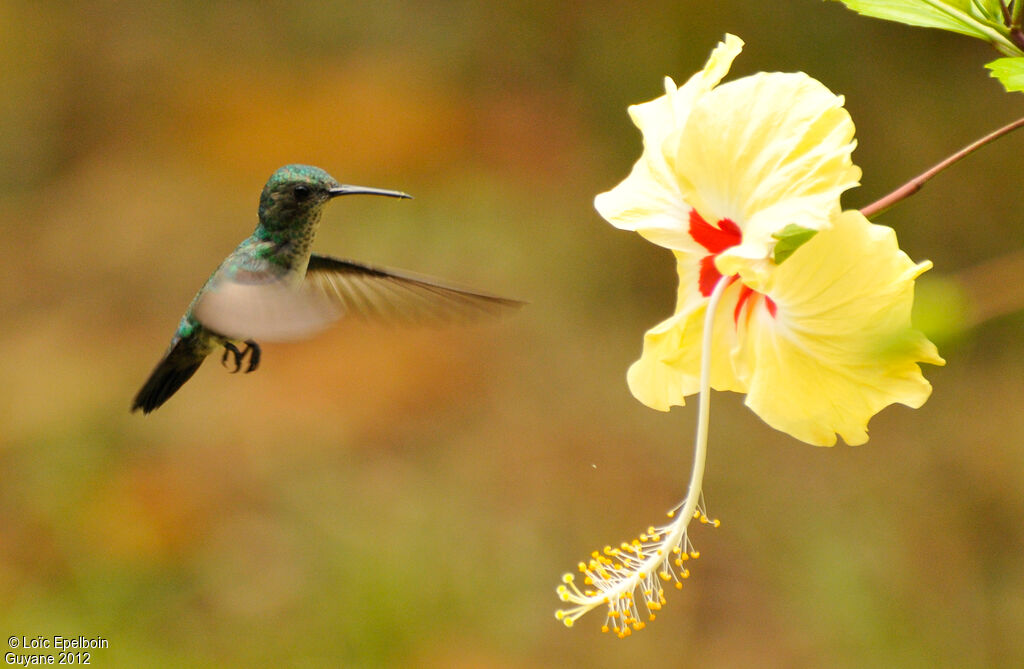 Colibri à menton bleu