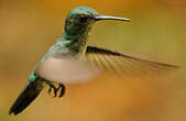 Colibri à menton bleu