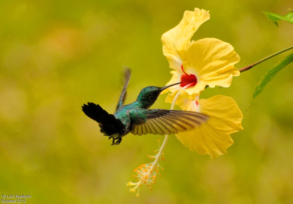 Colibri à menton bleu