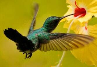 Colibri à menton bleu