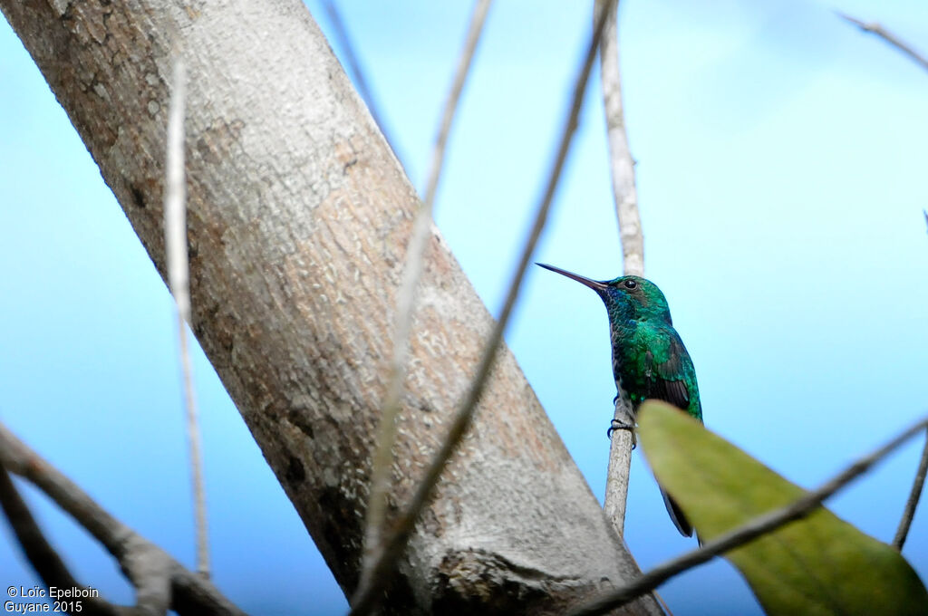 Blue-chinned Sapphire