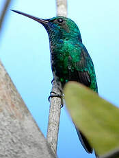 Colibri à menton bleu