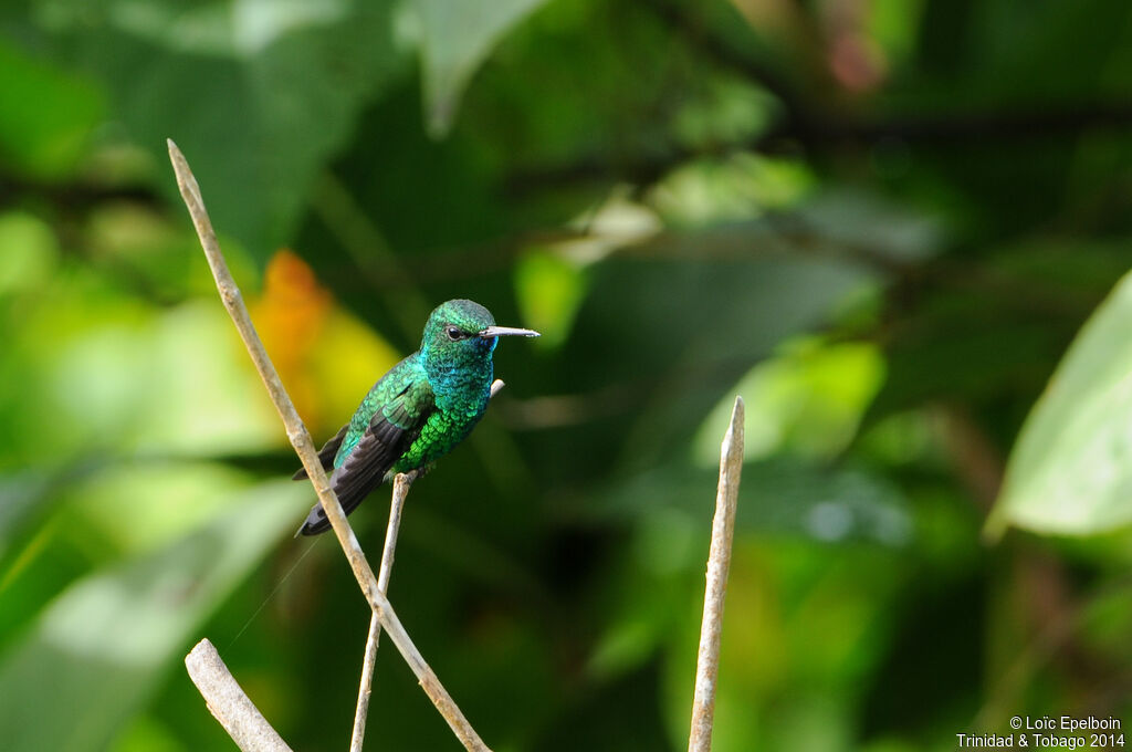 Blue-chinned Sapphire