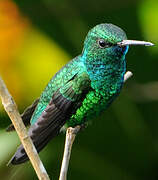 Blue-chinned Sapphire