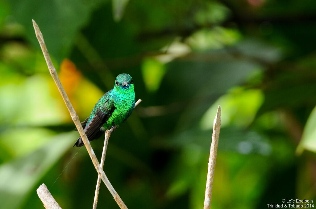 Colibri à menton bleu