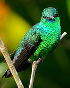 Blue-chinned Sapphire