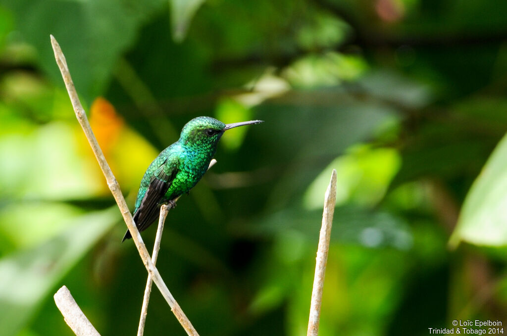 Blue-chinned Sapphire