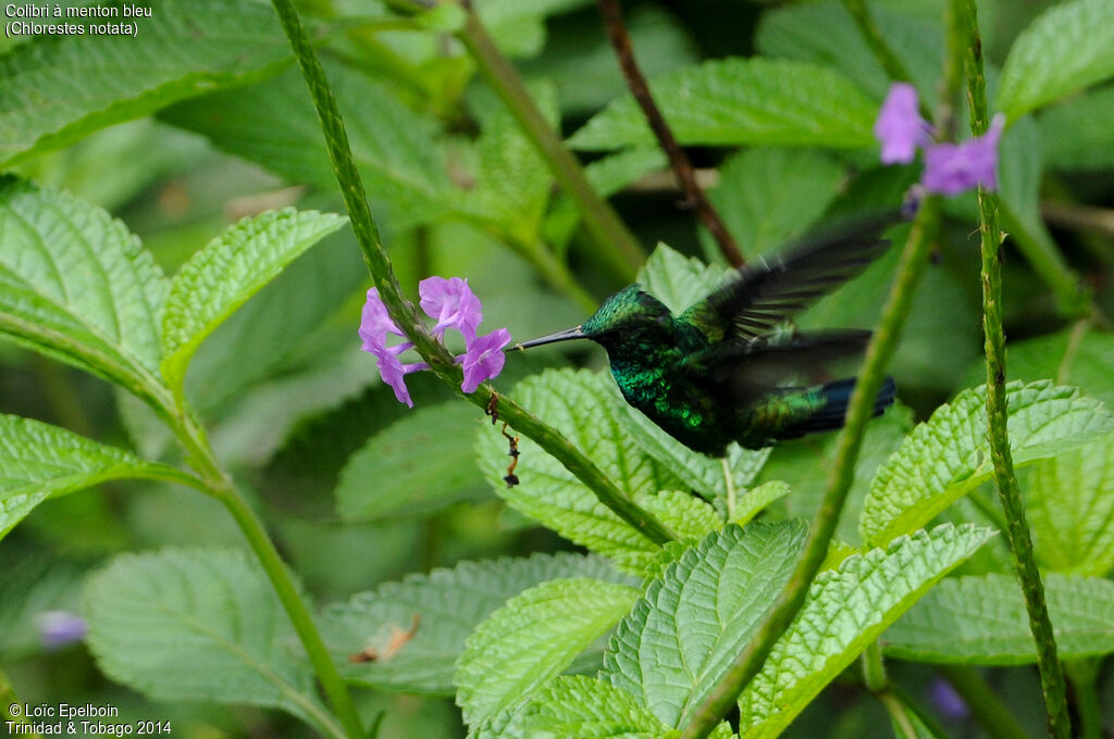 Colibri à menton bleu