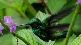 Blue-chinned Sapphire