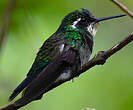 Colibri à ventre châtain