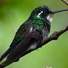 Colibri à ventre châtain