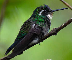 Colibri à ventre châtain