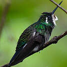 Colibri à ventre châtain