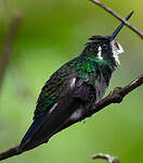 Colibri à ventre châtain
