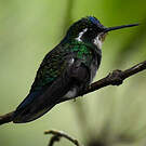Colibri à ventre châtain