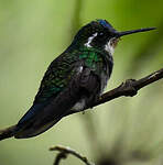 Colibri à ventre châtain