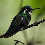 Colibri à ventre châtain