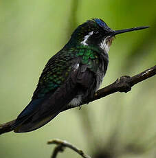 Colibri à ventre châtain