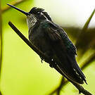 Colibri à ventre châtain