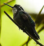 Colibri à ventre châtain