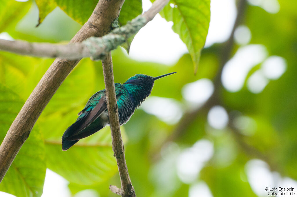 Sparkling Violetear