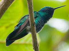 Sparkling Violetear