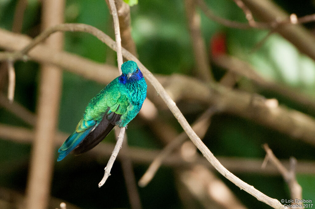 Sparkling Violetear