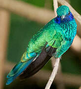 Sparkling Violetear