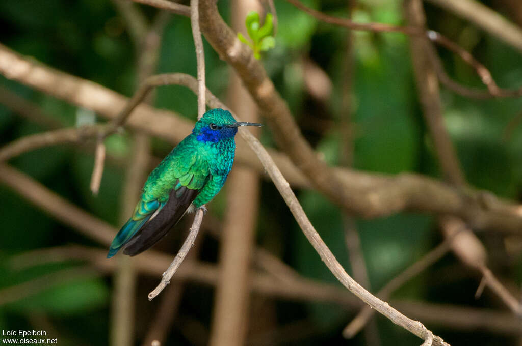 Sparkling Violetearadult, identification