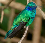 Sparkling Violetear