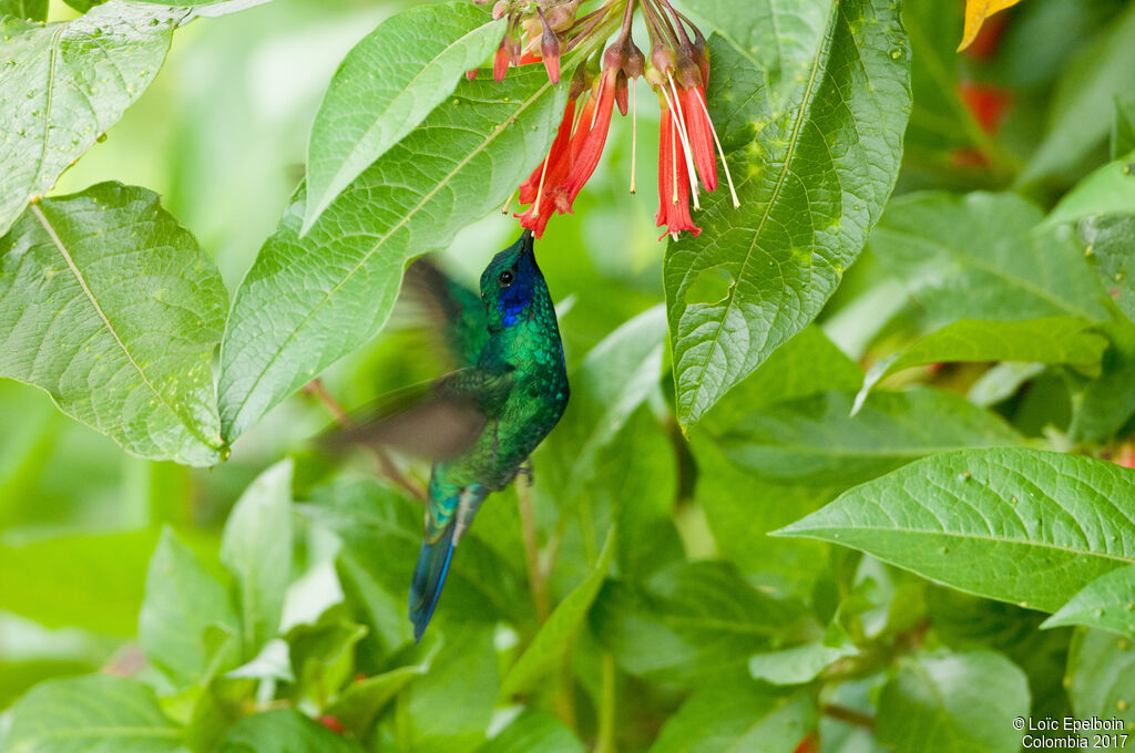 Colibri anaïs