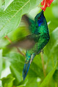 Sparkling Violetear