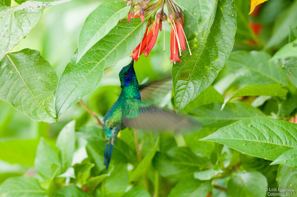 Colibri anaïs