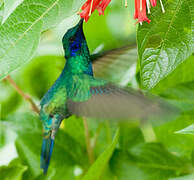 Sparkling Violetear