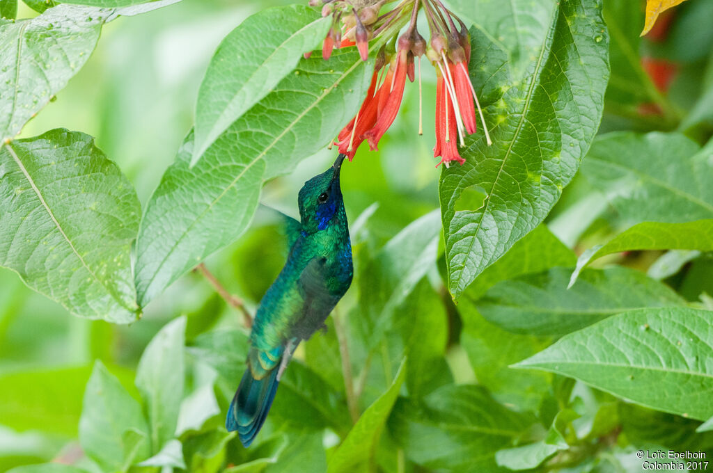 Sparkling Violetear