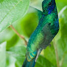 Colibri anaïs