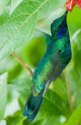 Sparkling Violetear