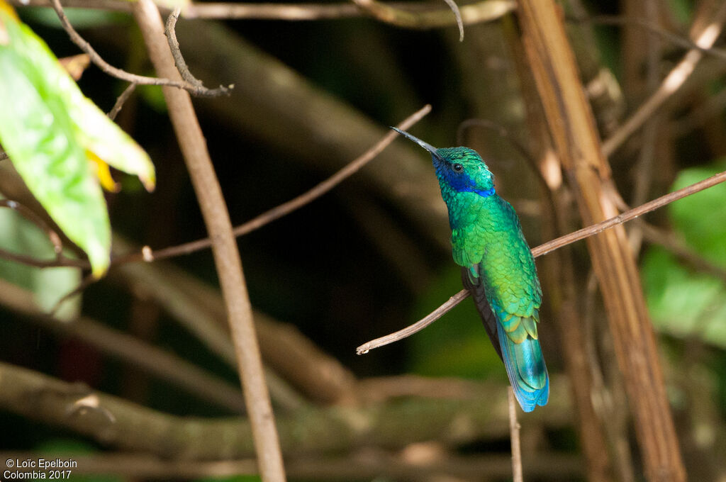 Sparkling Violetear