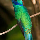 Colibri anaïs