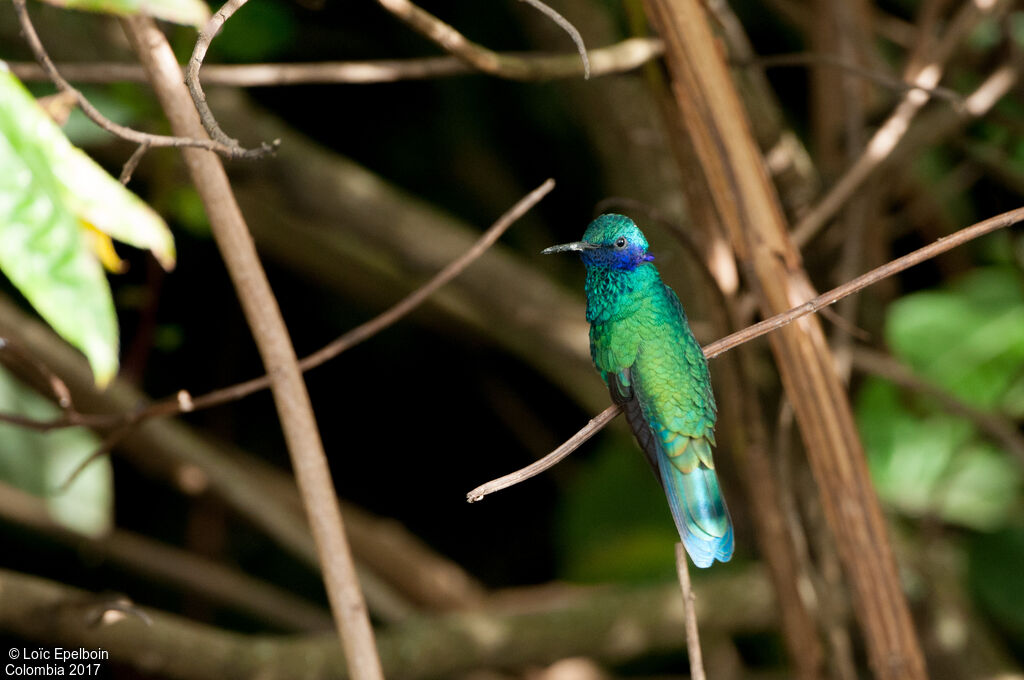 Sparkling Violetear