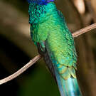 Colibri anaïs