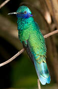 Sparkling Violetear